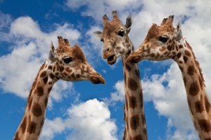 giraffes-627031_300